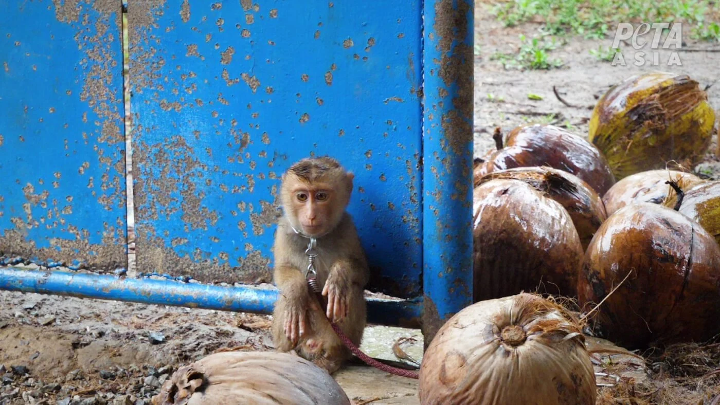 A sad looking baby monkey is sat with a chain around its neck