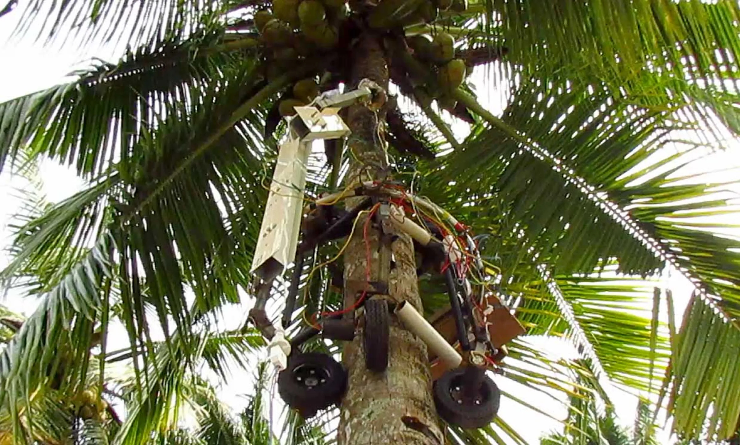 A robot scales a coconut tree