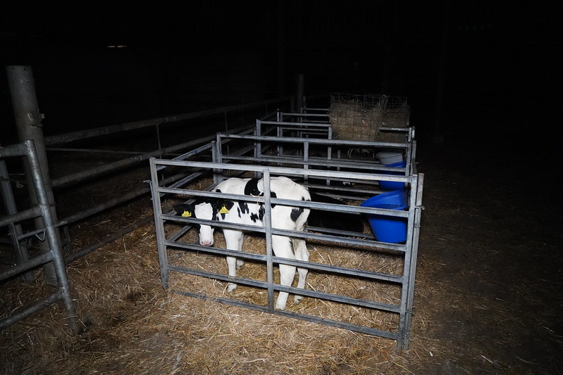 A cow calve is alone in a small metal cage in a dark room. The cow is facing the camera