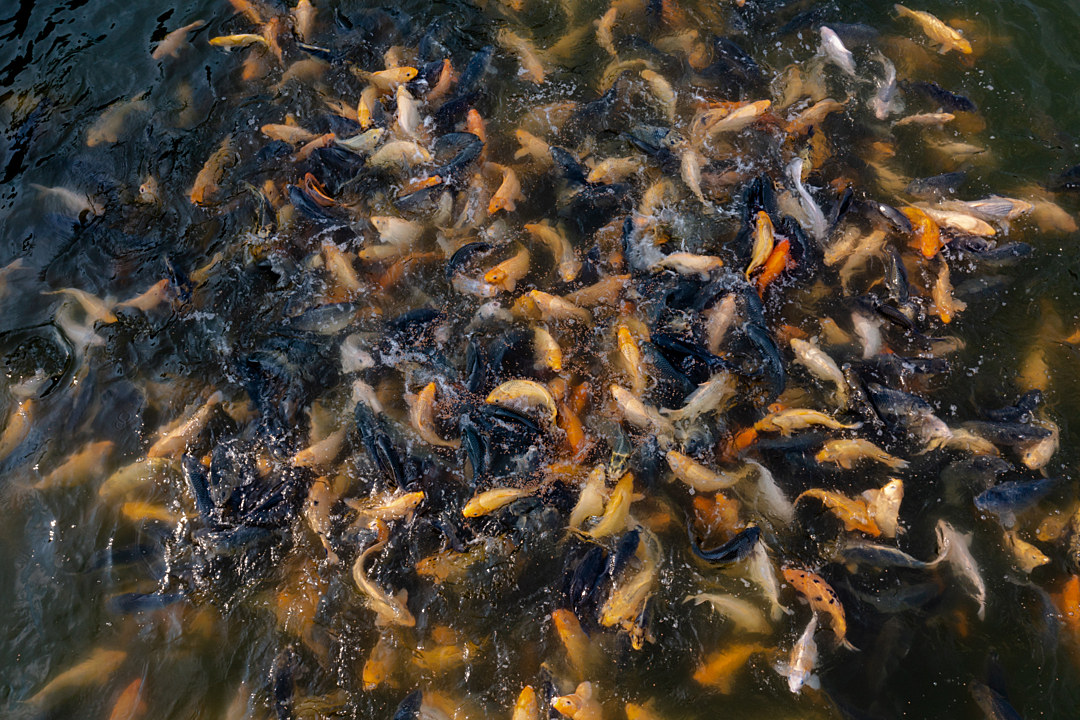 thousands of fish thrash in a pond