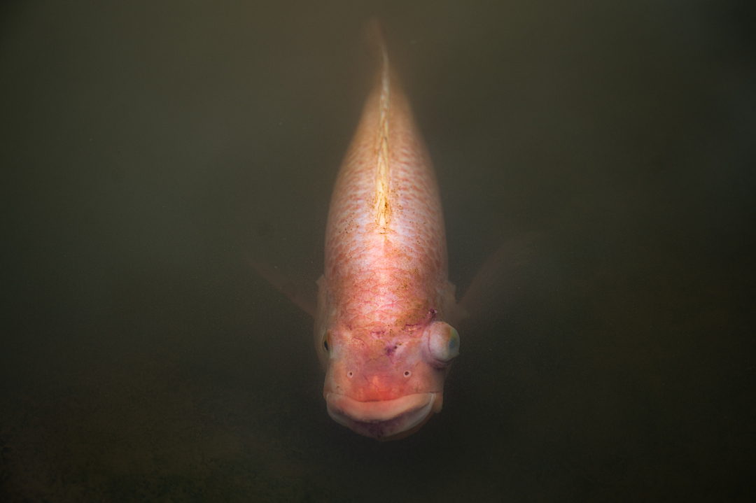 A salmon with a bulging eye