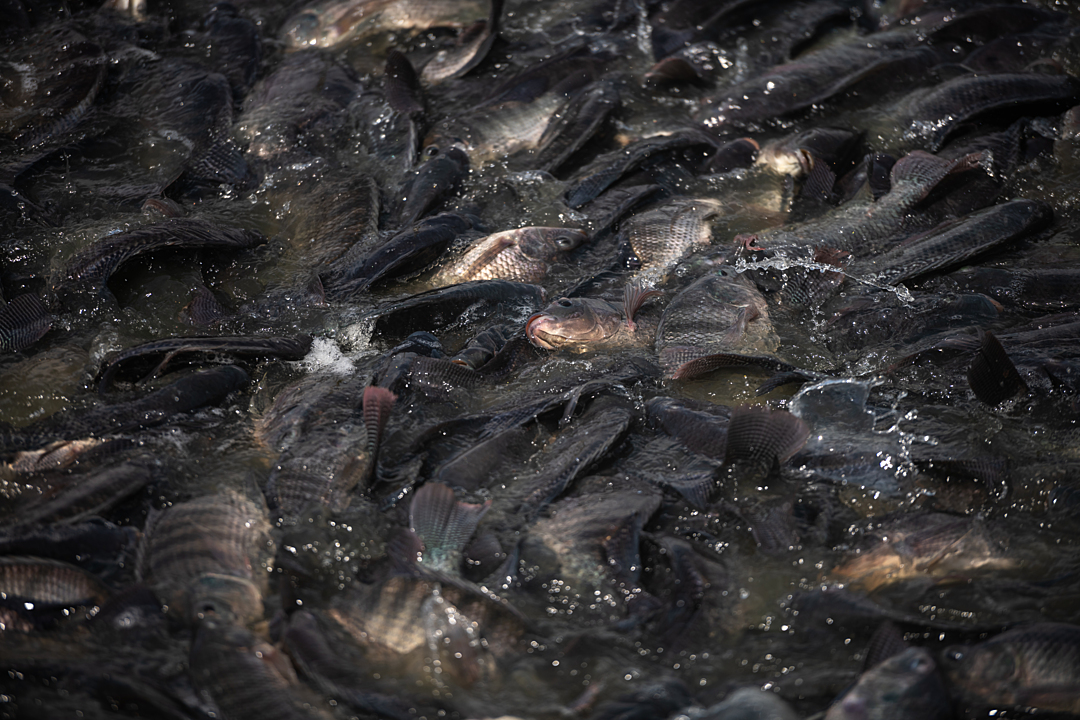 Many fish are closely packed in a fish farm