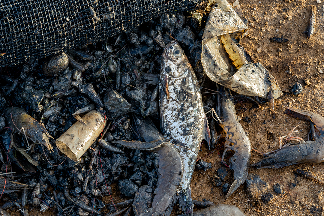 Dead shrimp and fish lay on the coast