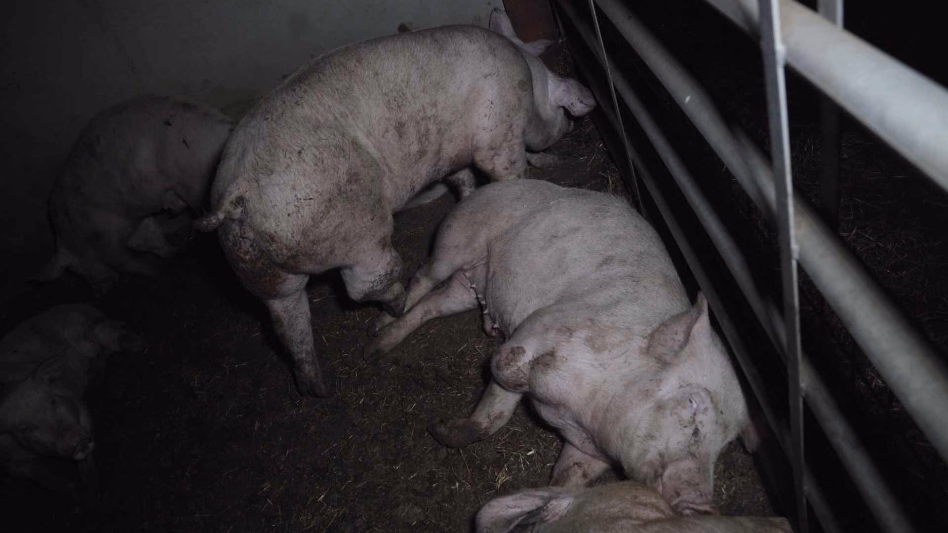 A close-up of pigs in a cage