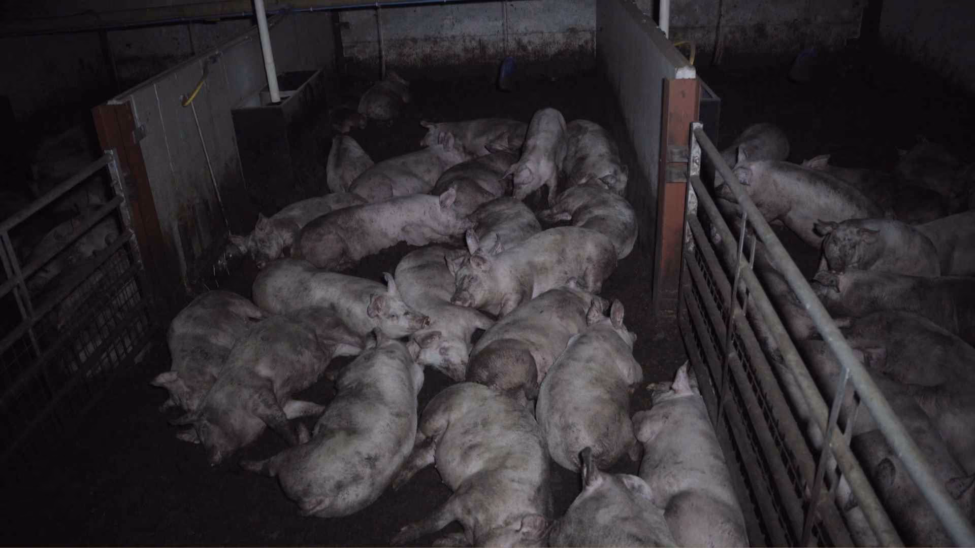 Dozens of pigs stay cramped together in a dark dirty pen