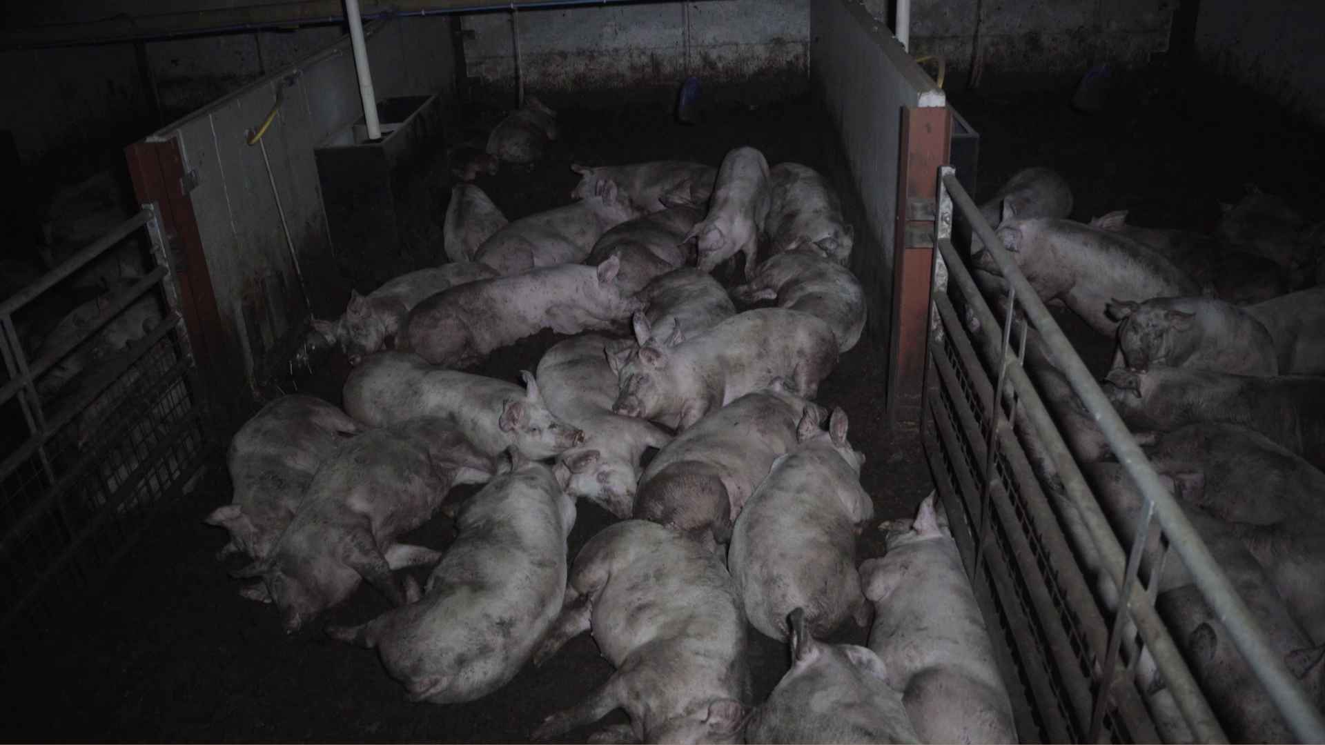 Dozens of pigs stay cramped together in a dark dirty pen