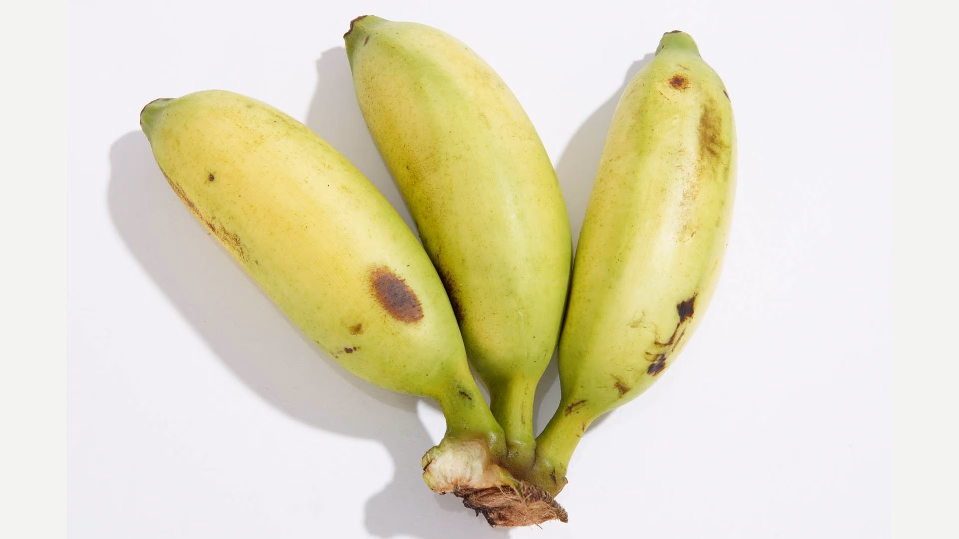Small, ancestral bananas
