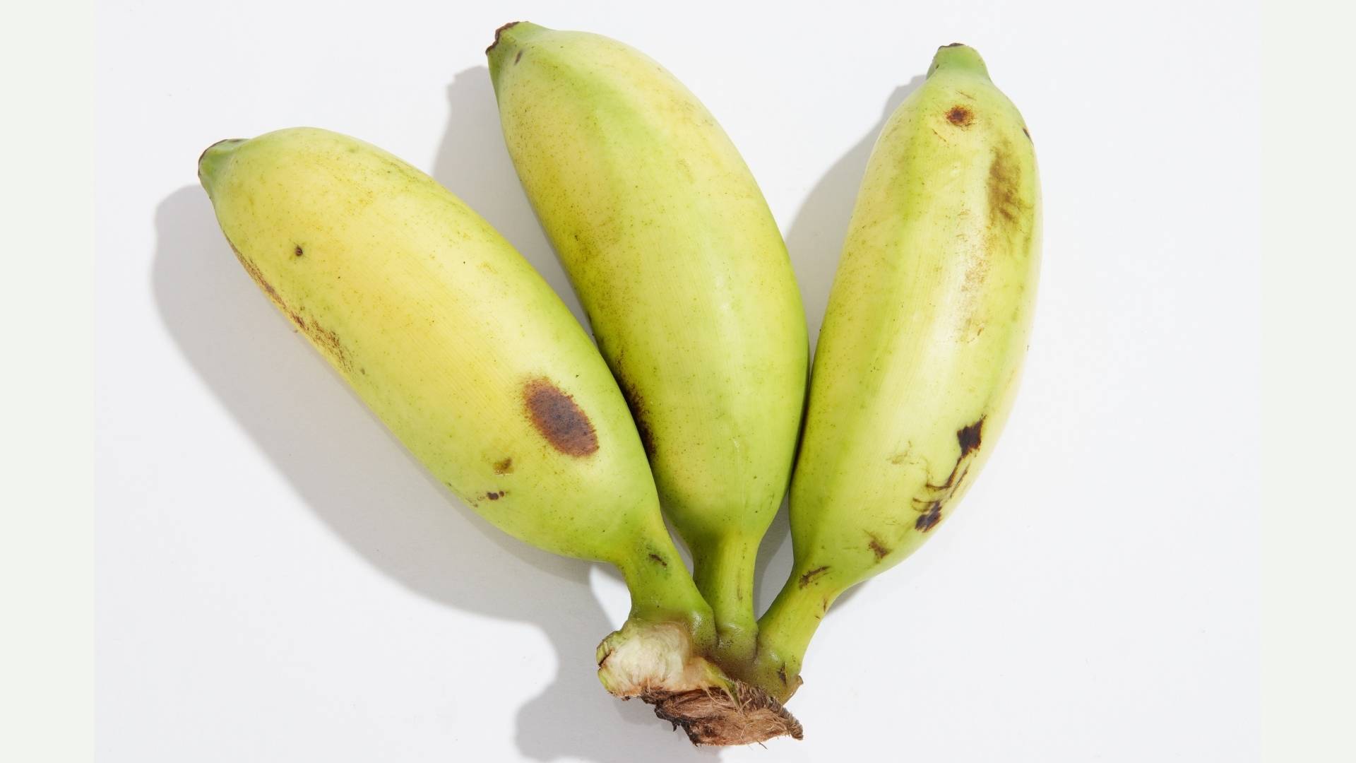 Small, ancestral bananas