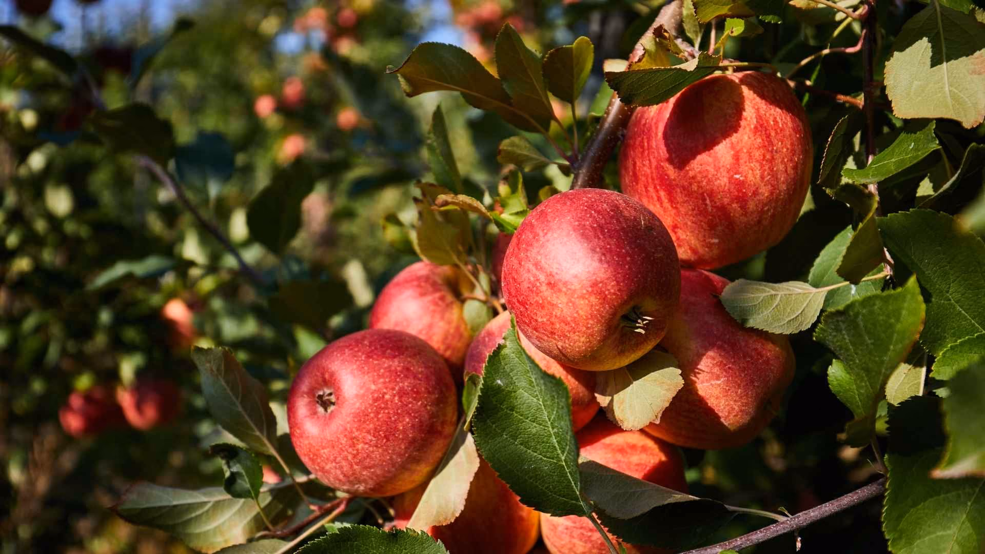 Apples on an apple tree