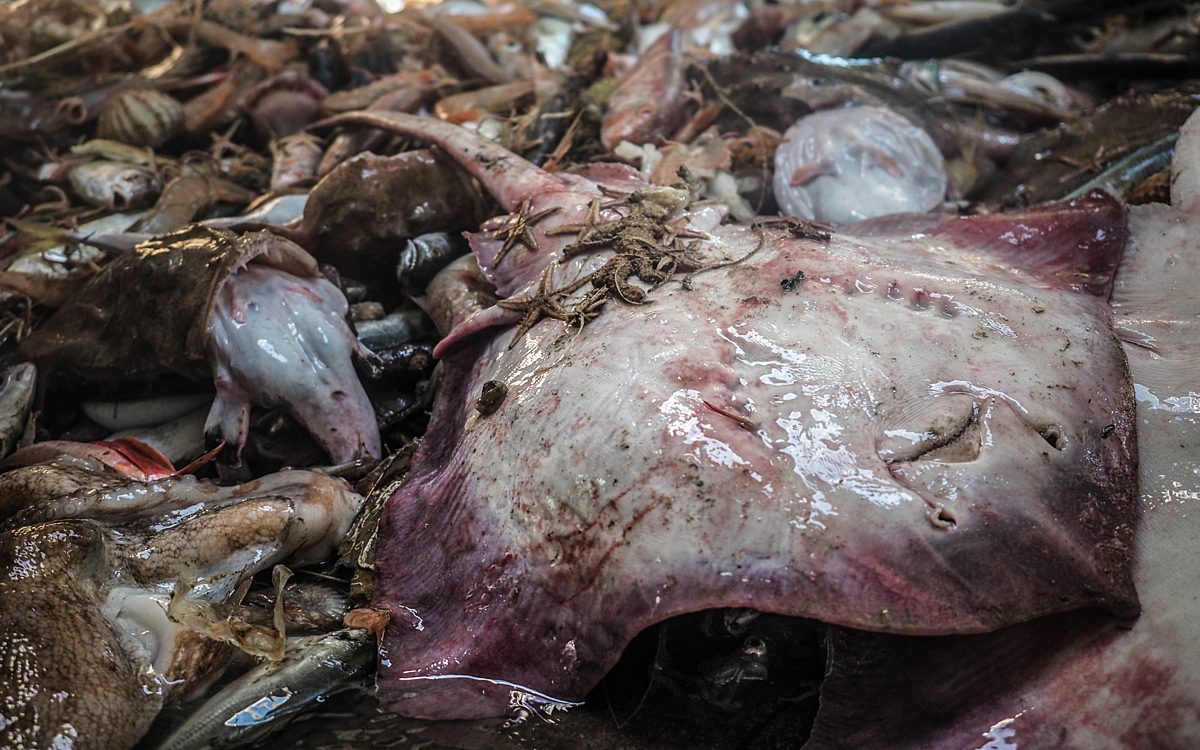 A dead stingray sits amongst other dead fish on a fishing boat
