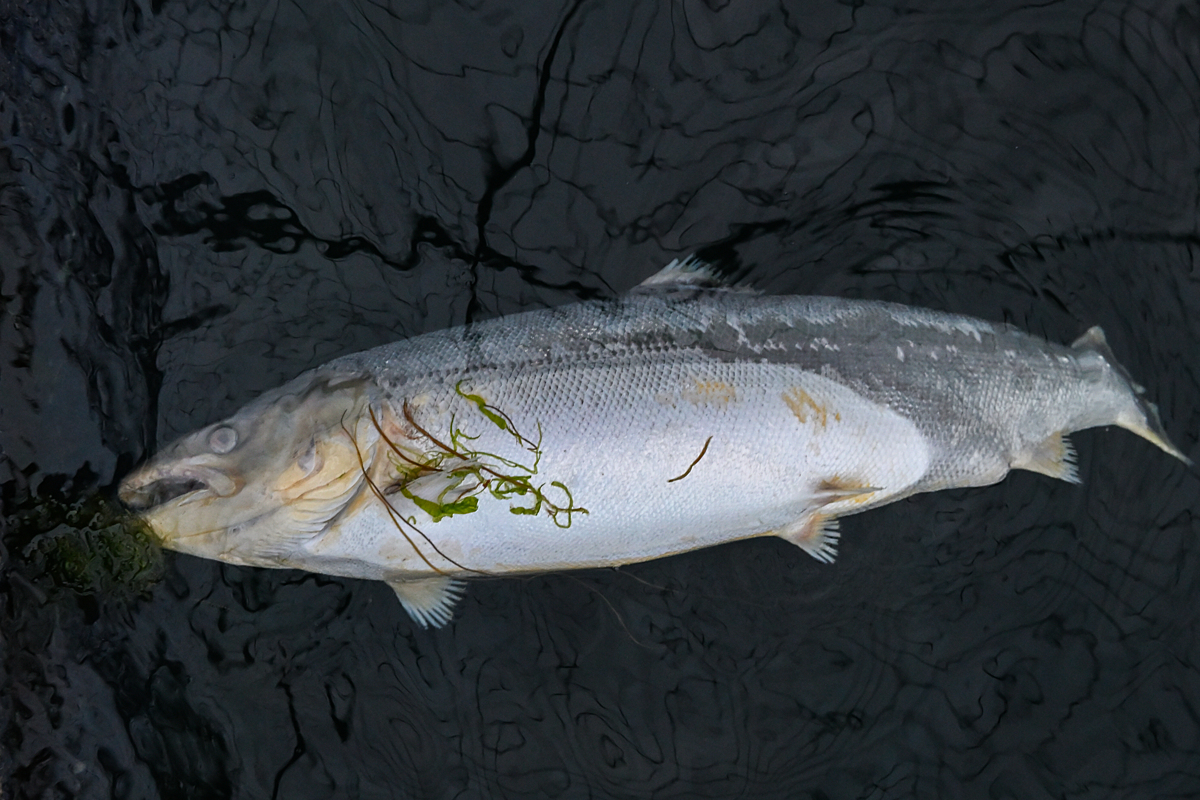 A dead salmon floats on the water