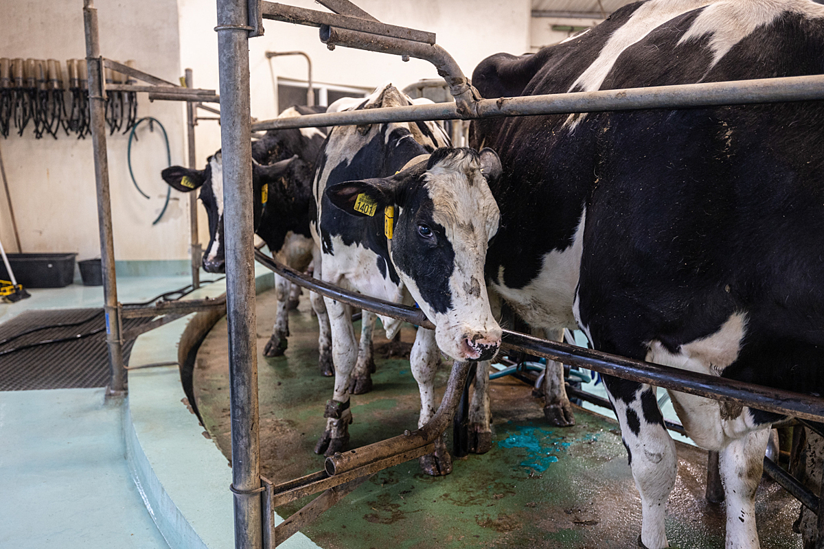 A dairy cow is chained to a rotating milking machine. The cow looks sad and the environment is dirty.