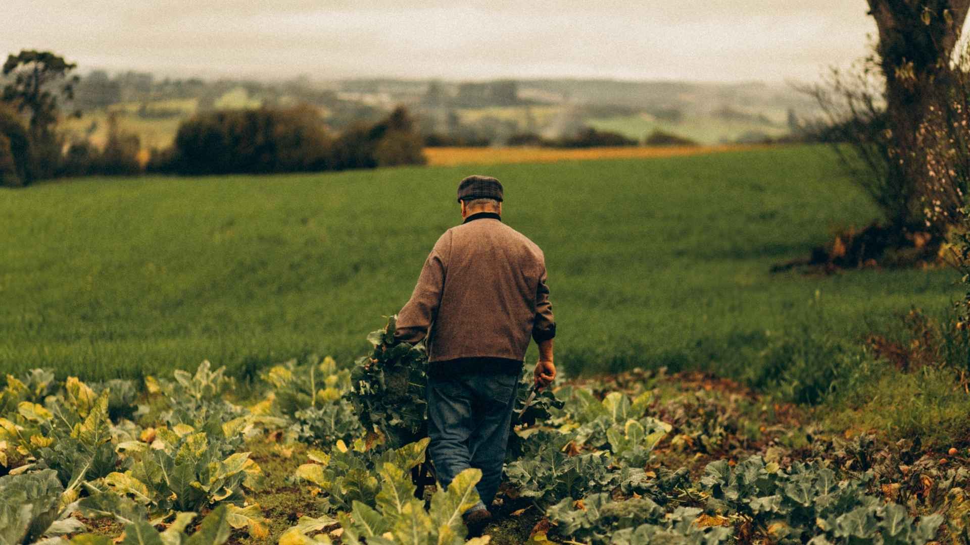 A man walks through his field