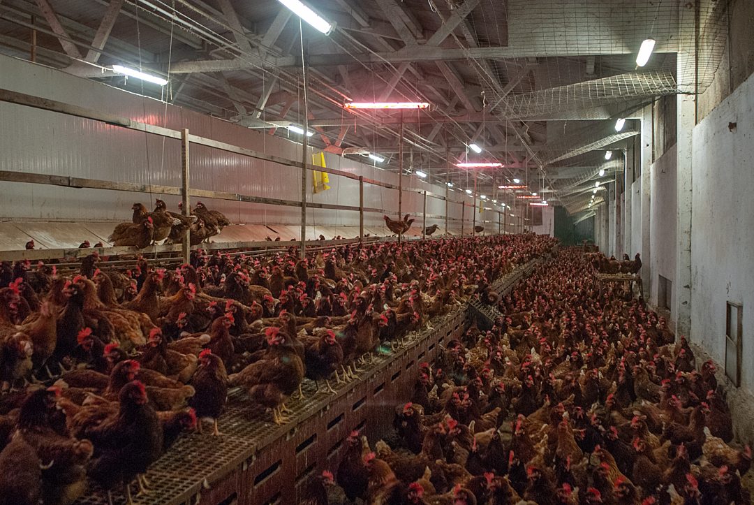 Thousands of chickens are crammed in a barn that s a free-range farm