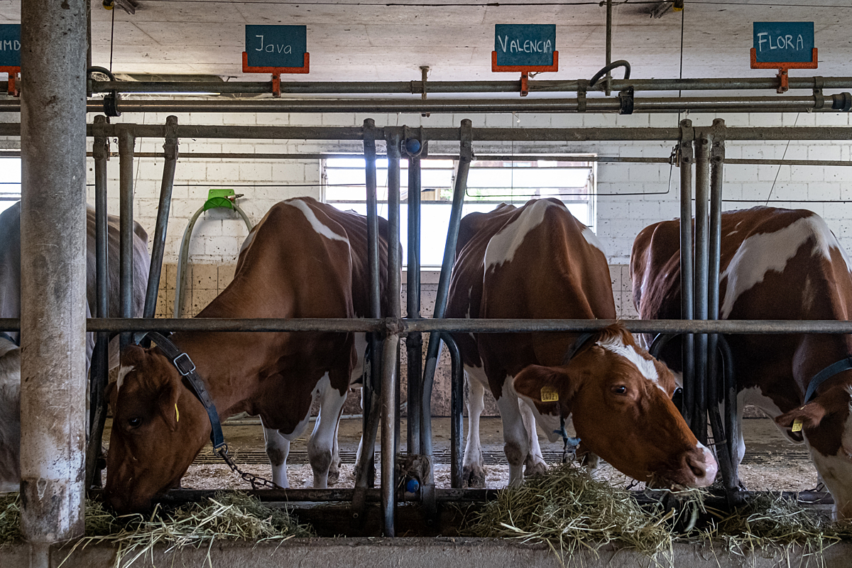 Three cows are tied to metal railings and are eating dried grass