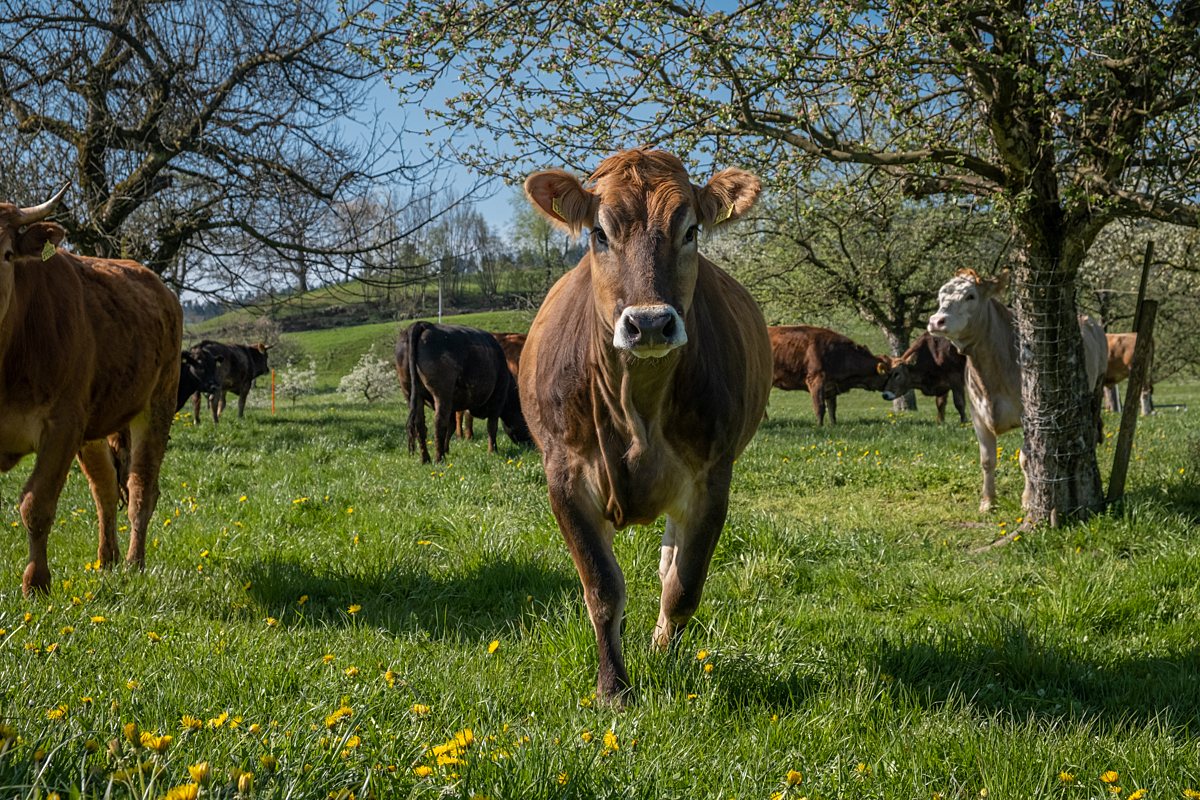 A brown cow is standing in a green field amongst other cows. The cow is looking directly at the camera.