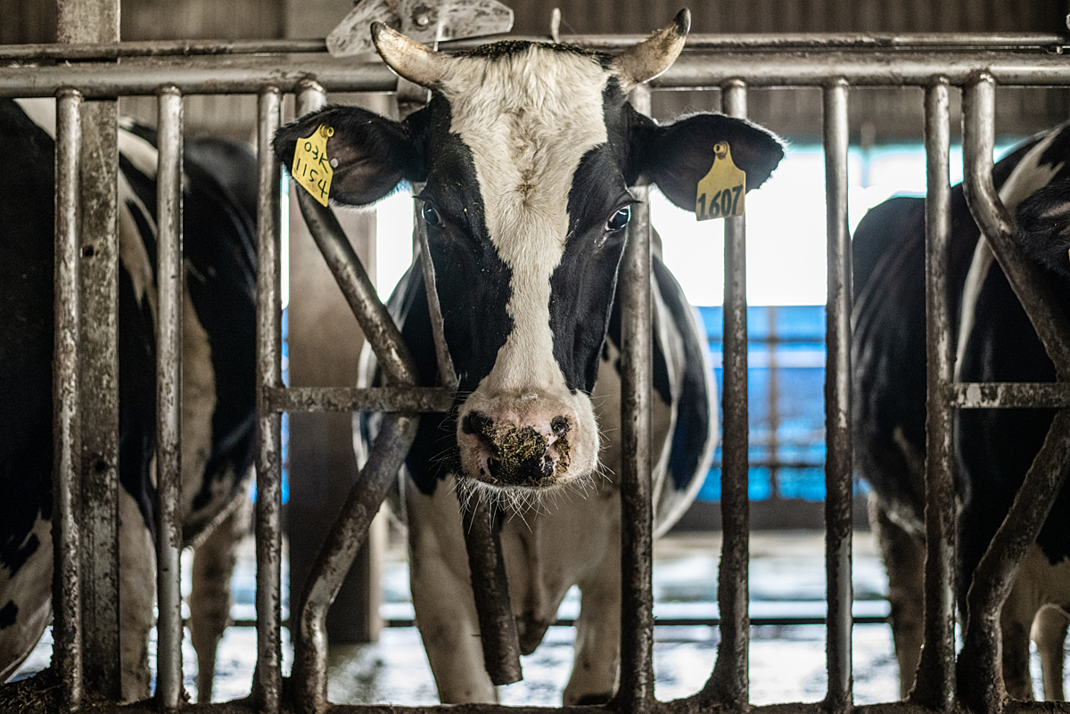 A sad dairy cow has its head between metal grates and is feeding. The cow is looking directly to camera.