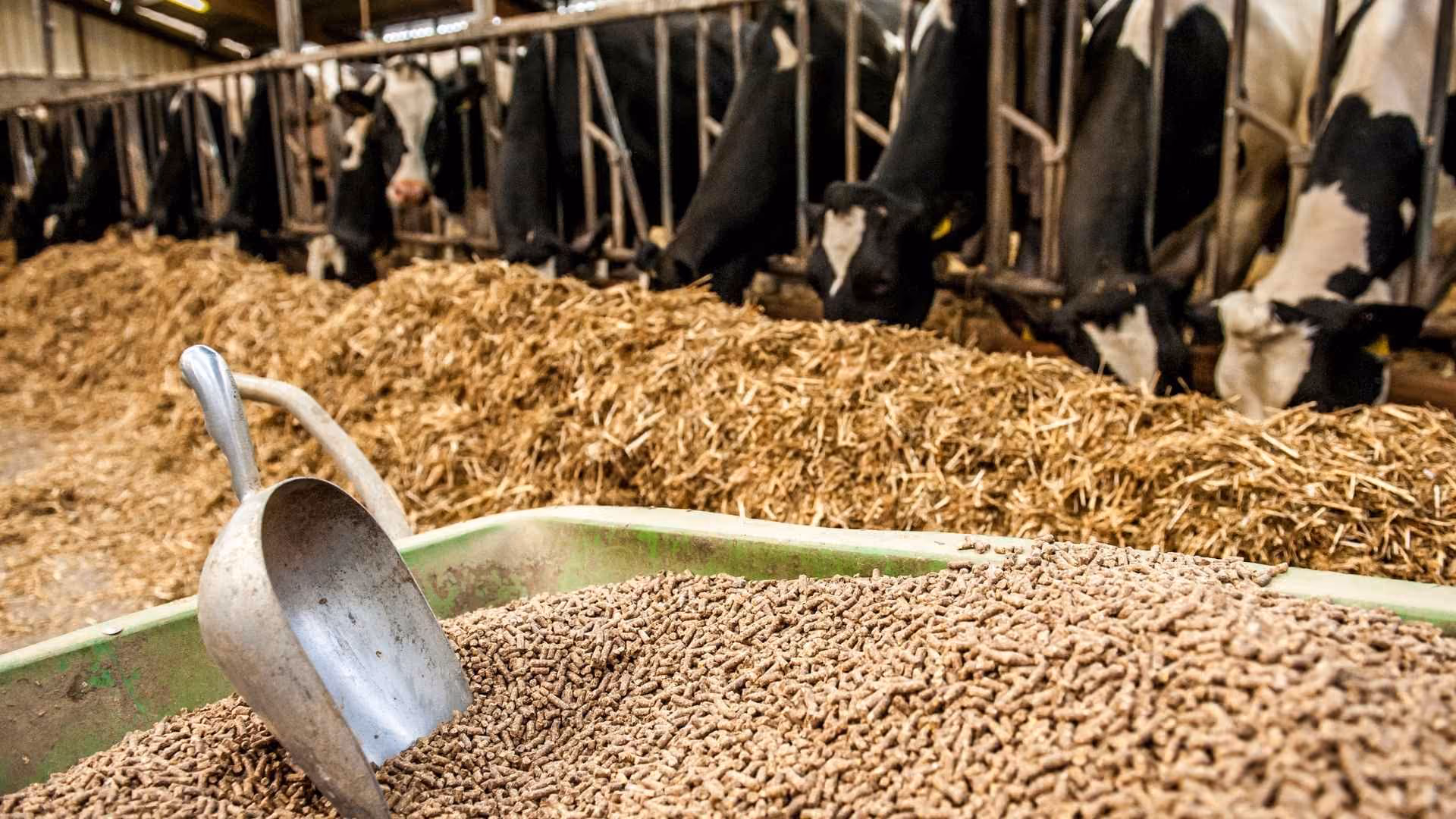Dairy cows eat in a farm