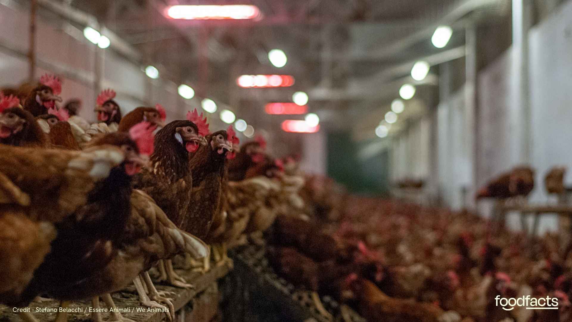 Thousands of chickens on a chicken factory farm