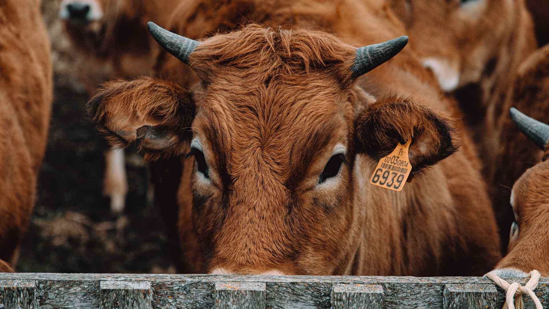A cow in a factory farm