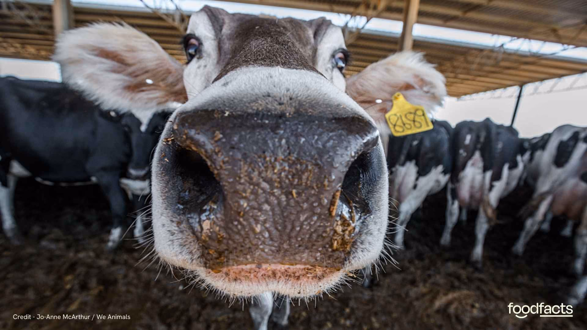 A cow looks at the camera and is in a farm setting. The cow is eating grass, despite being kept indoors and not out on pasture. This highlights the issues with the "grass-fed" label.