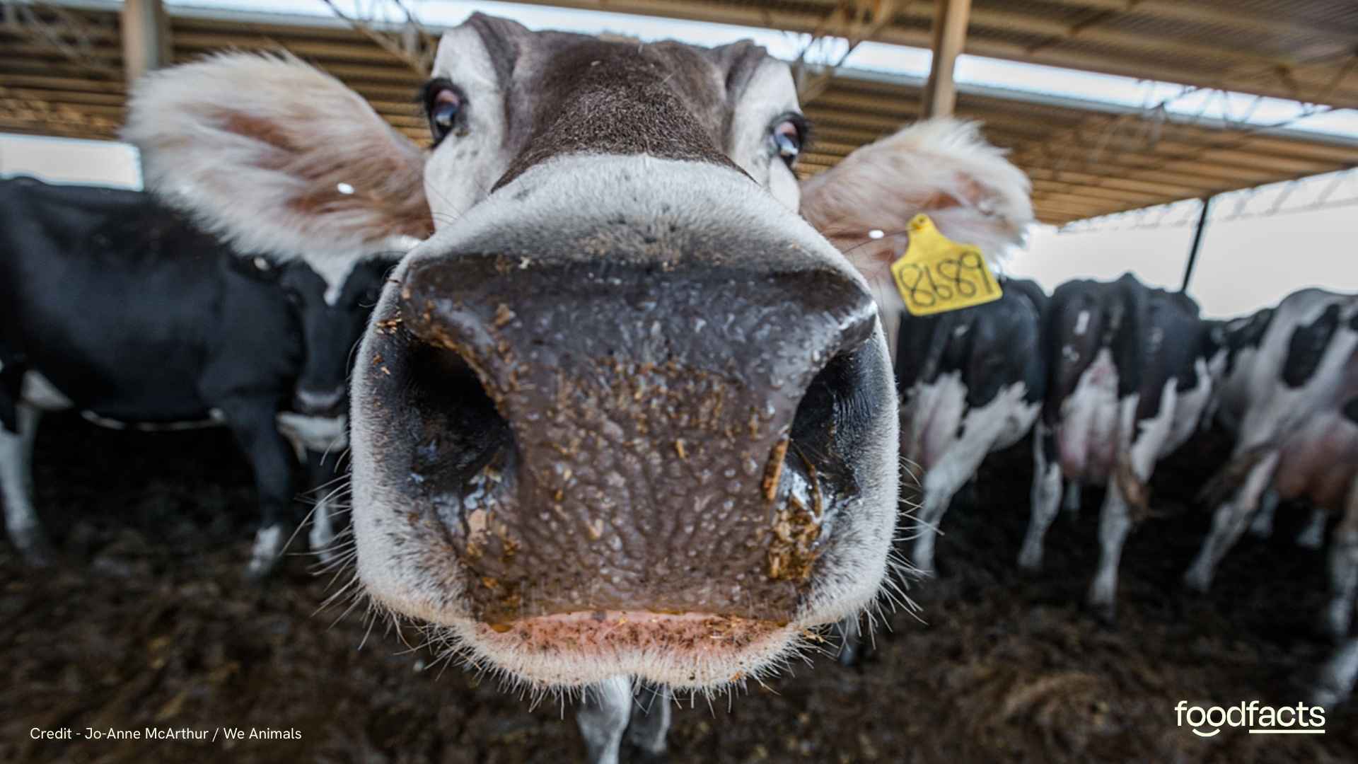 A cow looks at the camera and is in a farm setting. The cow is eating grass, despite being kept indoors and not out on pasture. This highlights the issues with the "grass-fed" label.