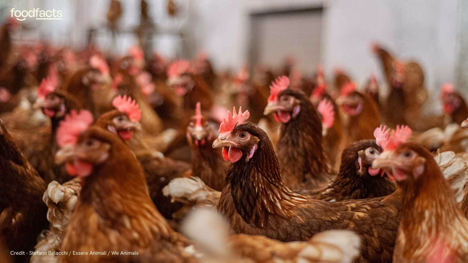 A chicken is housed indoors. There is a small gap leading to an outdoor space, but the chickens do not go there.