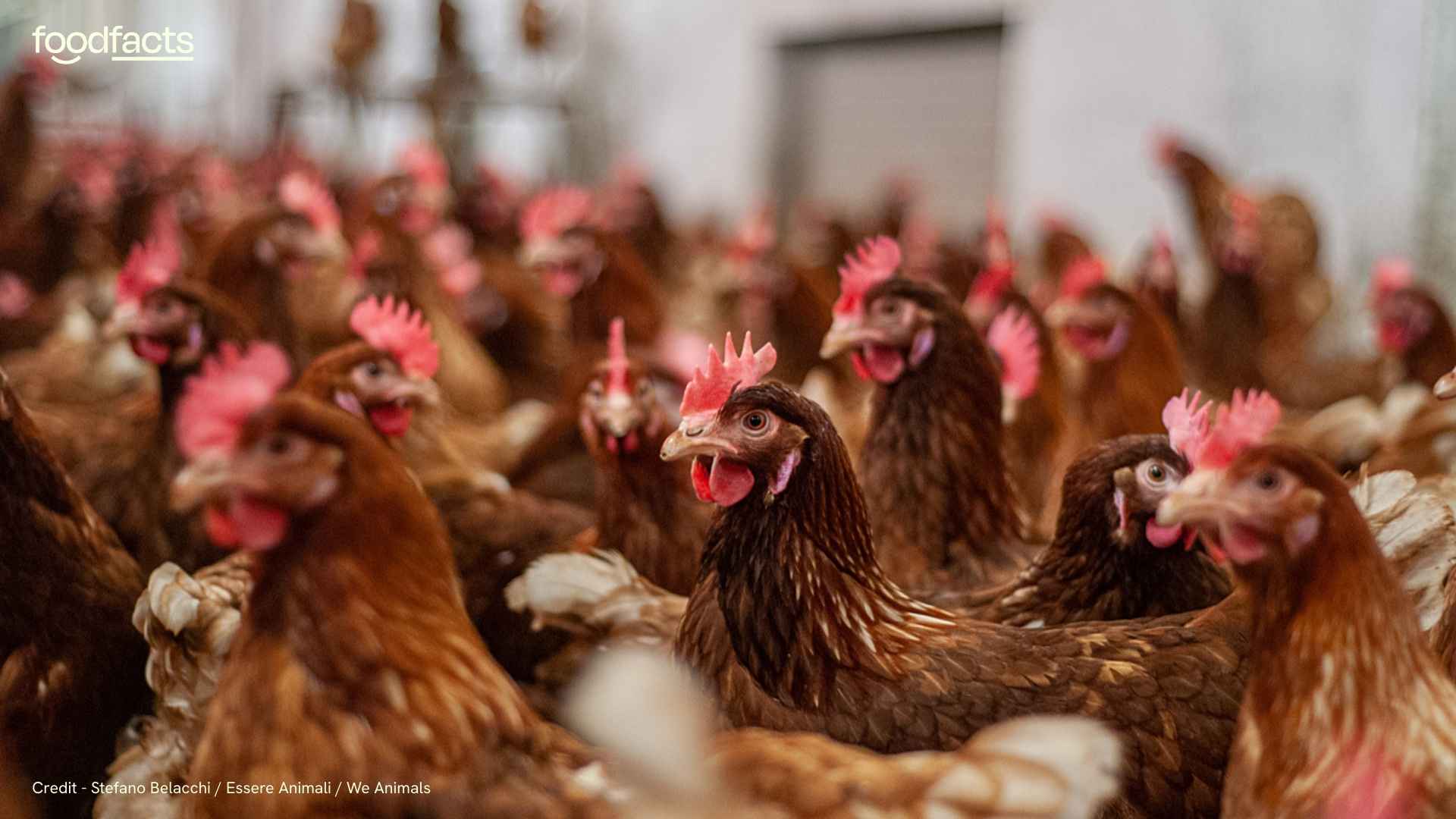 A chicken is housed indoors. There is a small gap leading to an outdoor space, but the chickens do not go there.