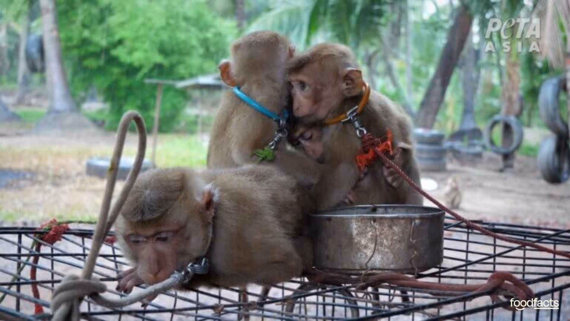 A monkey sits chained looking sad. The monkey is used for forced labour in a coconut farm.