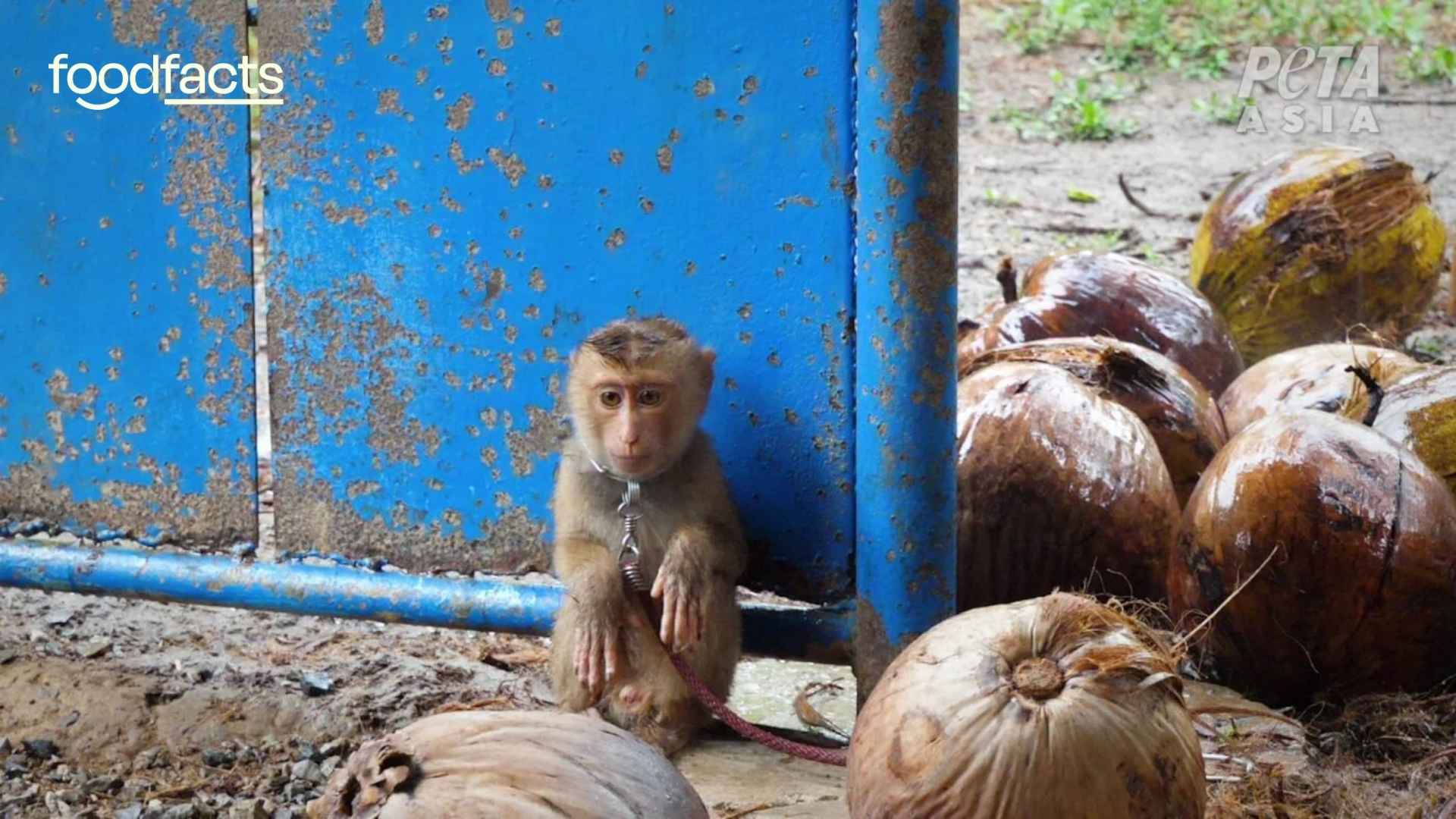 A monkey sits chained looking sad. The monkey is used for forced labour in a coconut farm.