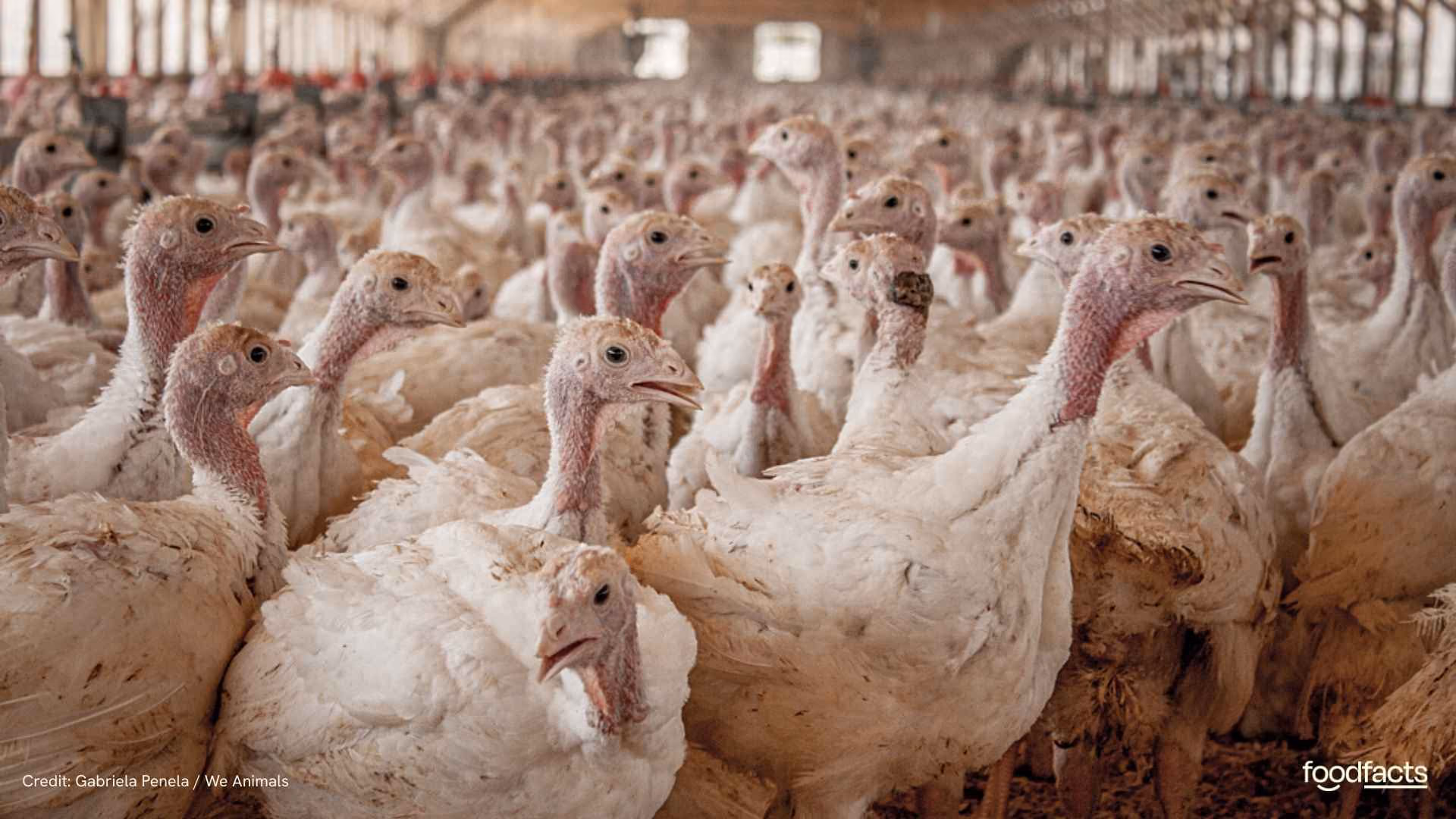 A turkey stands in a cramped farm