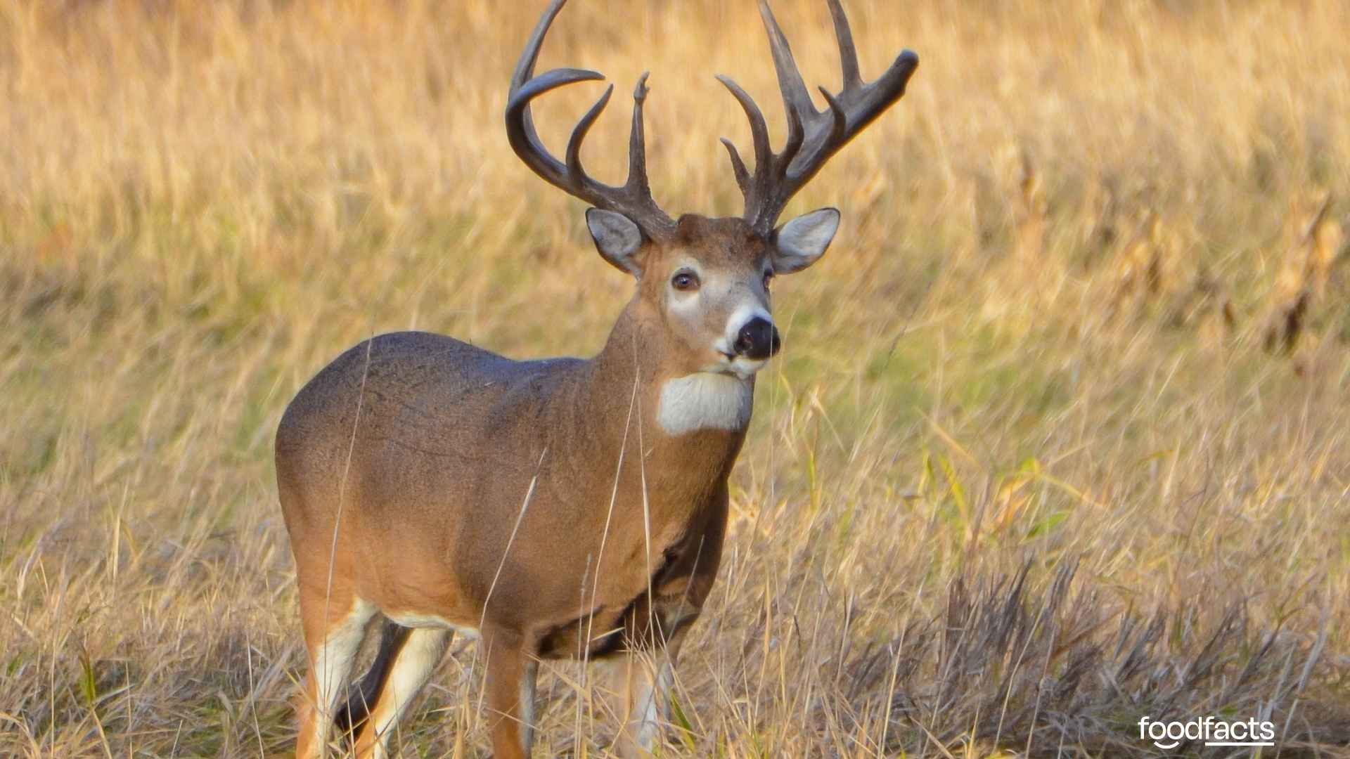A person holds a venison burger at a football stadium