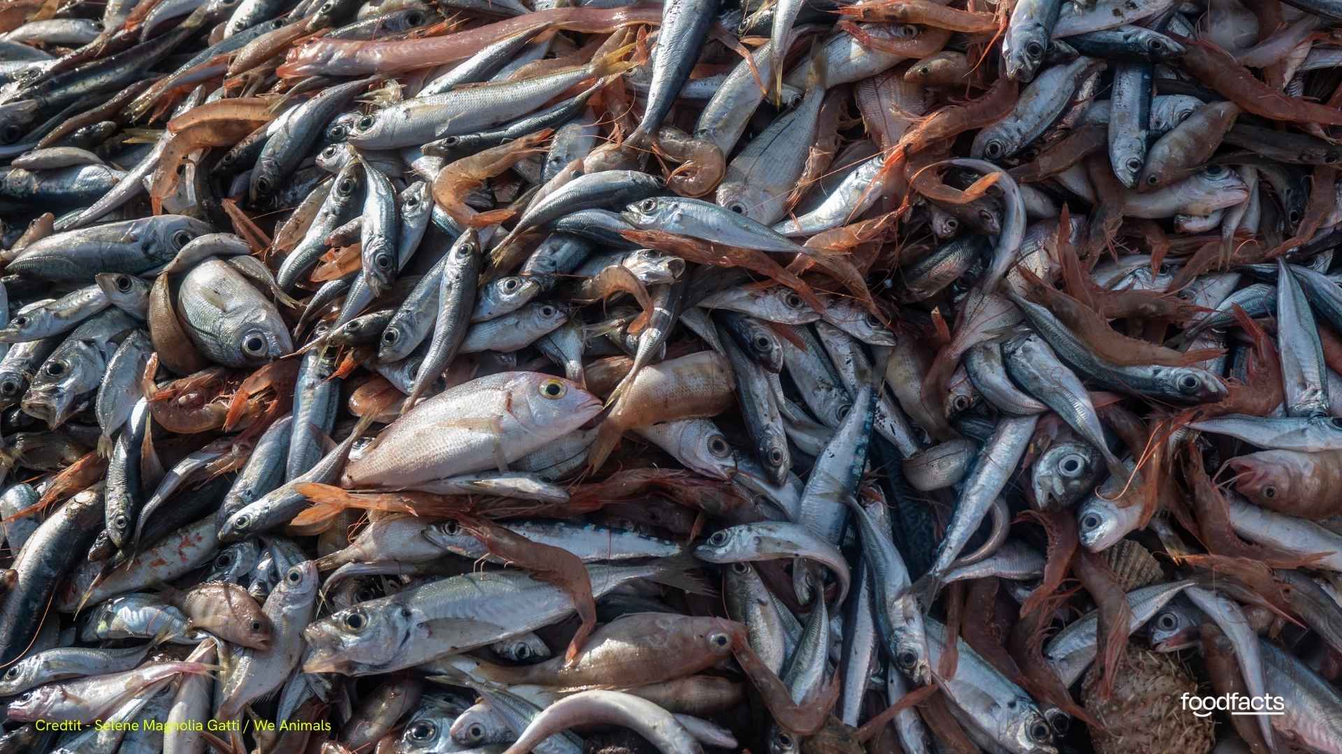 Fishes are caught in a large net on a fishing boat