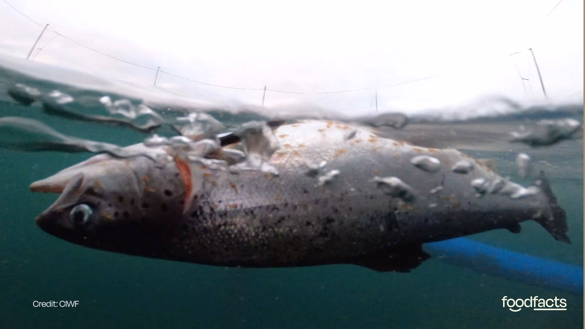 A dead salmon is covered in parasites