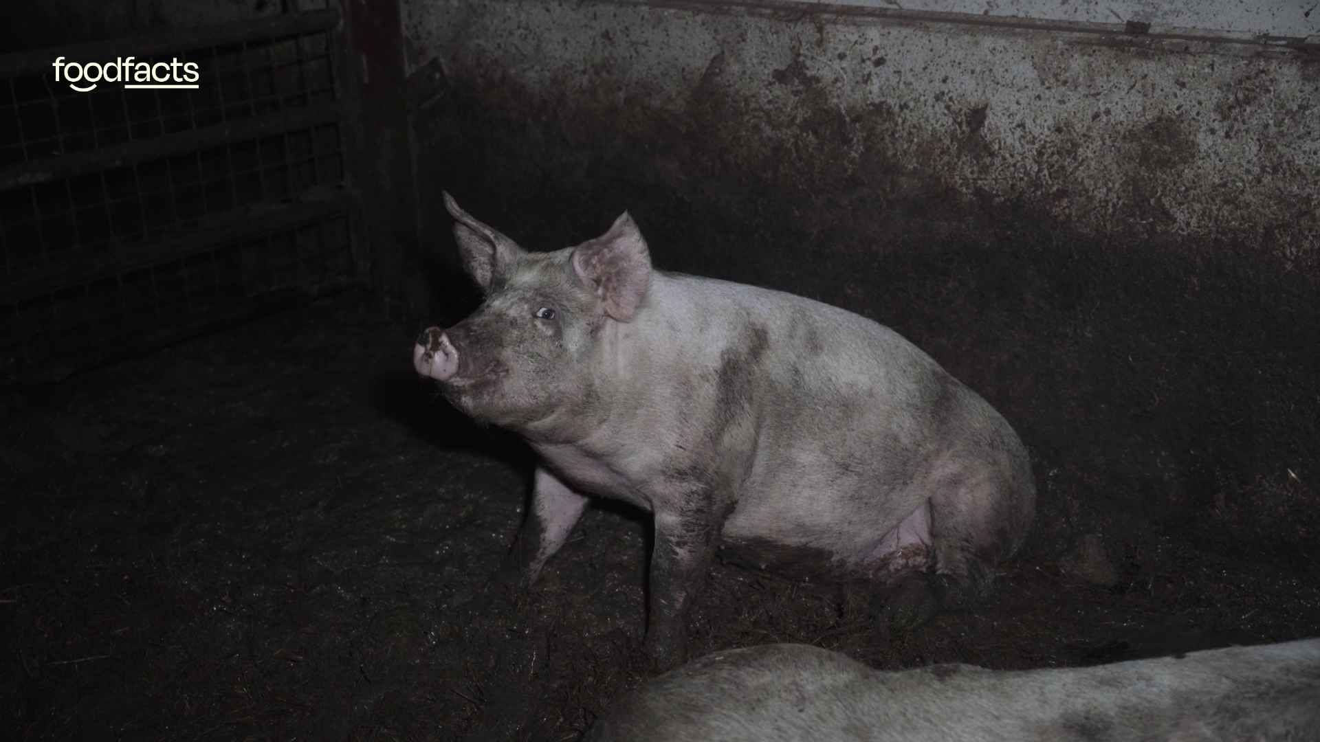 Pigs are kept indoors in a filthy and dark pen