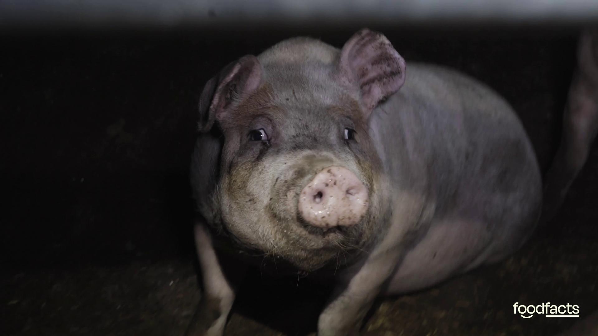 Pigs are kept indoors in a filthy and dark pen