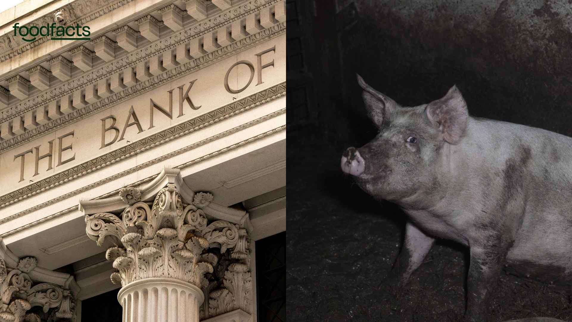 On the left hand side, a picture of a bank. On the right hand side, a picture of a pig in a factory farm