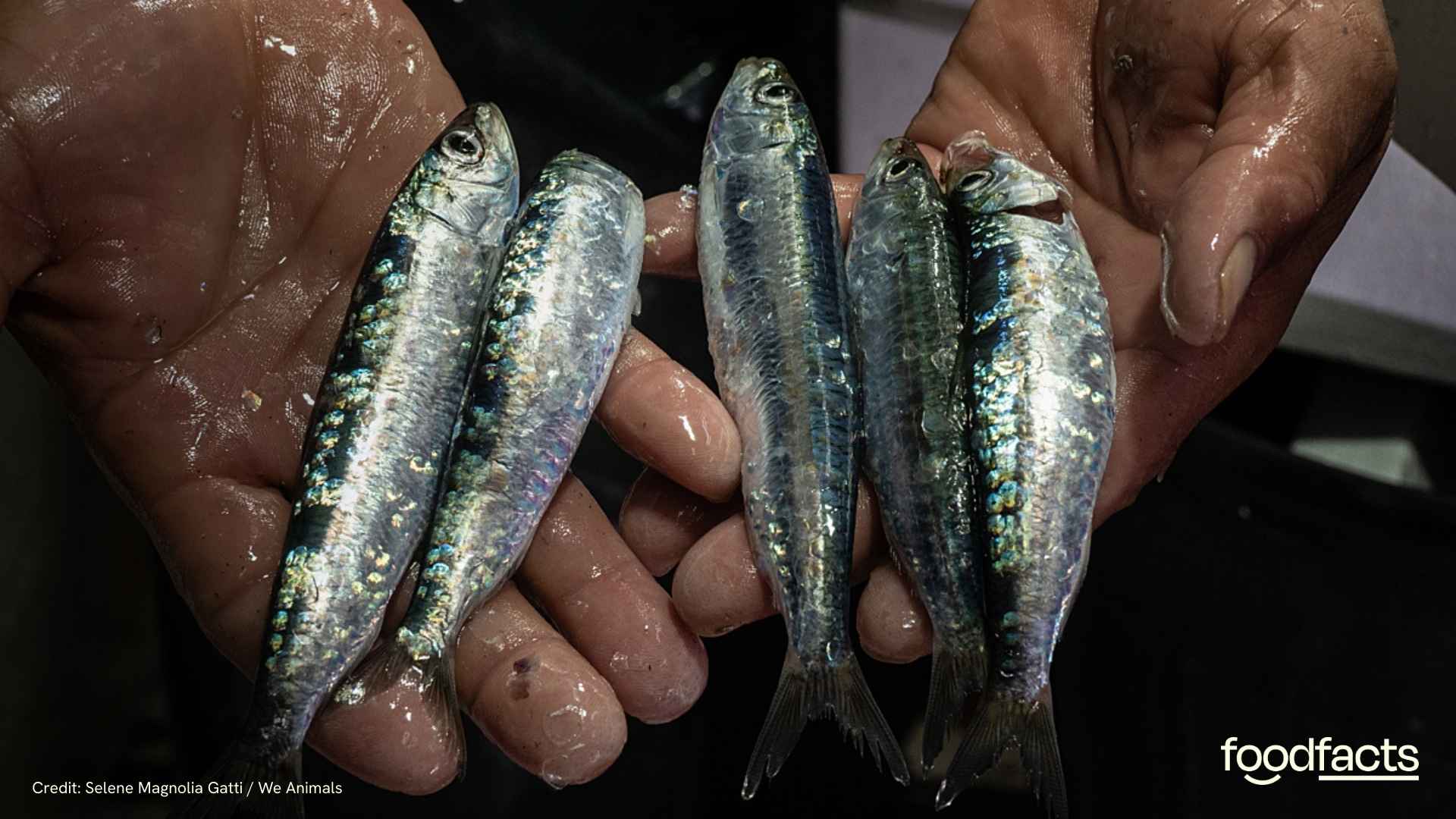 Small fish are held by a fisherman