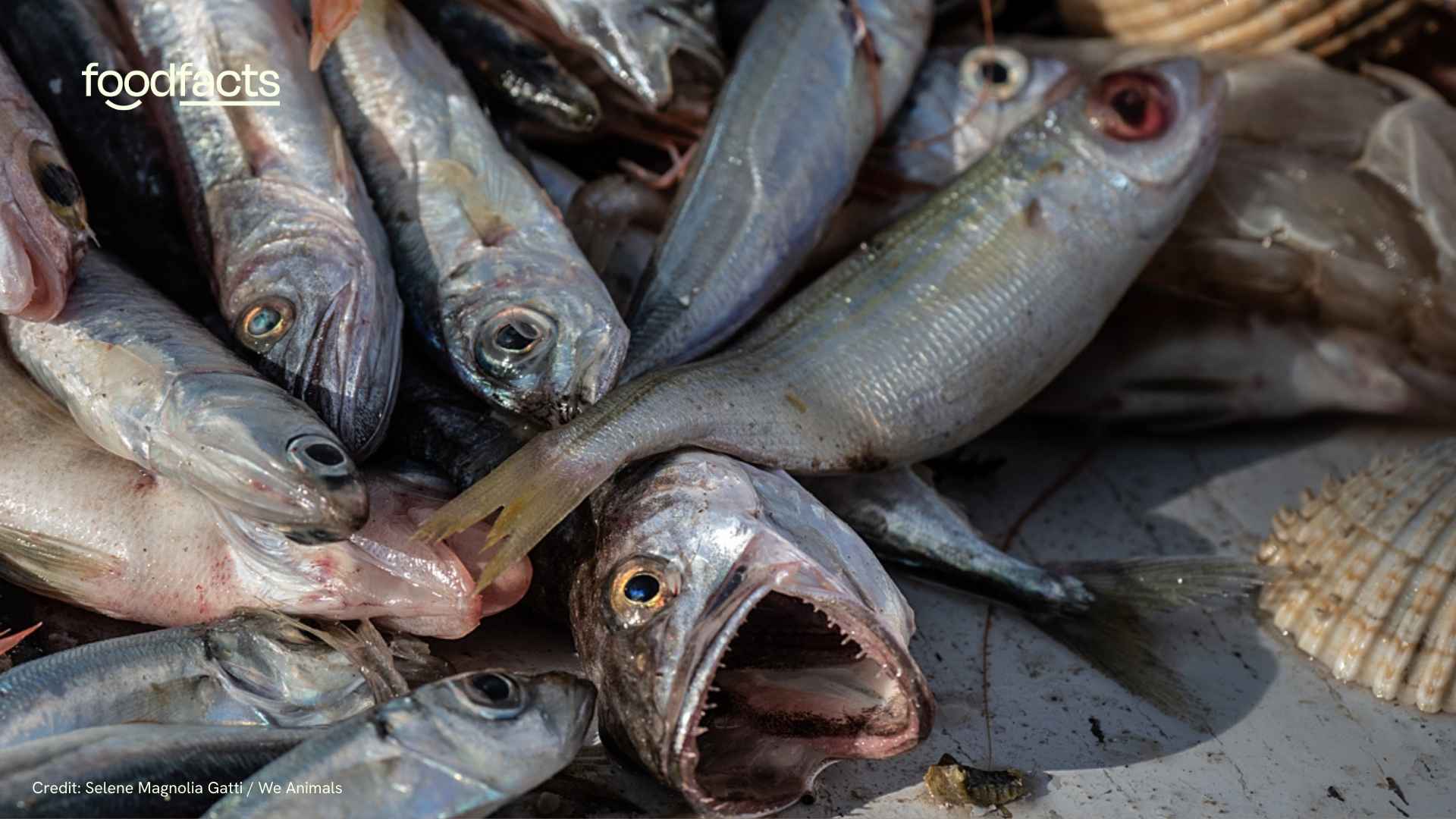 Small fish are held by a fisherman