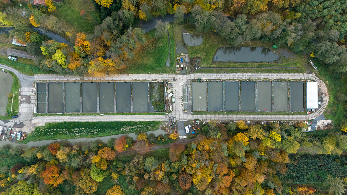 Aerial view of concrete ponds at a fish farm that are used to temporarily hold fish captured during pond harvests. Undisclosed location, Blansko District, South Moravian Region, Czechia, 2024. Lukas Vincour / We Animals