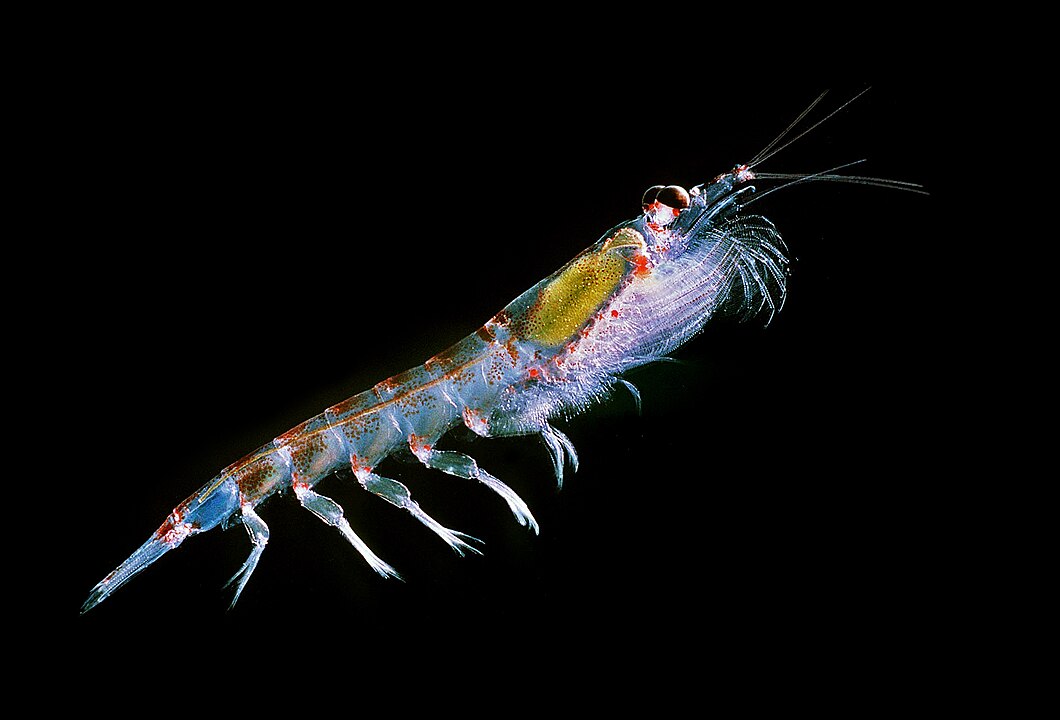 A close of up an antarctic krill 