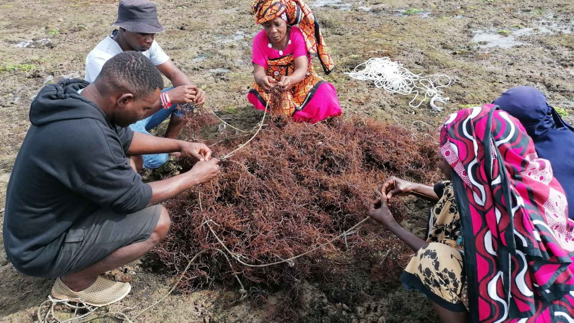 Seaweed farmers bring in their harvest