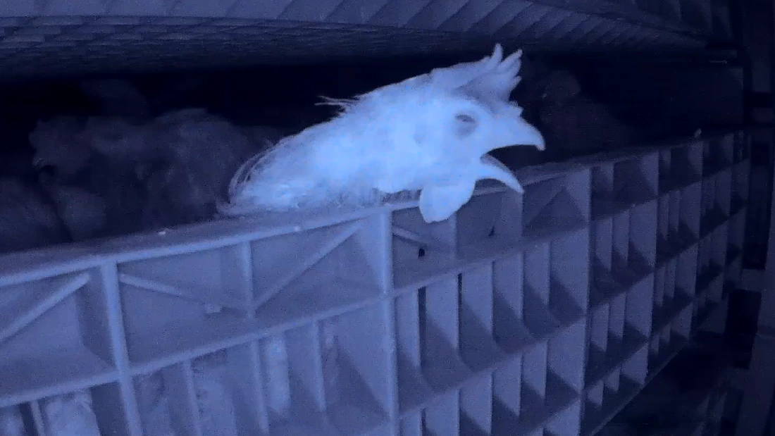 A chicken is seen in pain whilst in a CAS system