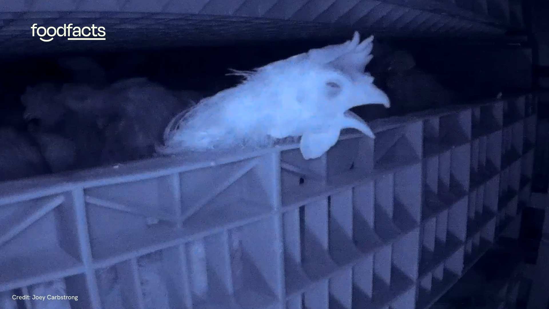 Chickens struggling to breathe whilst in a controlled atomsphere stunning machine