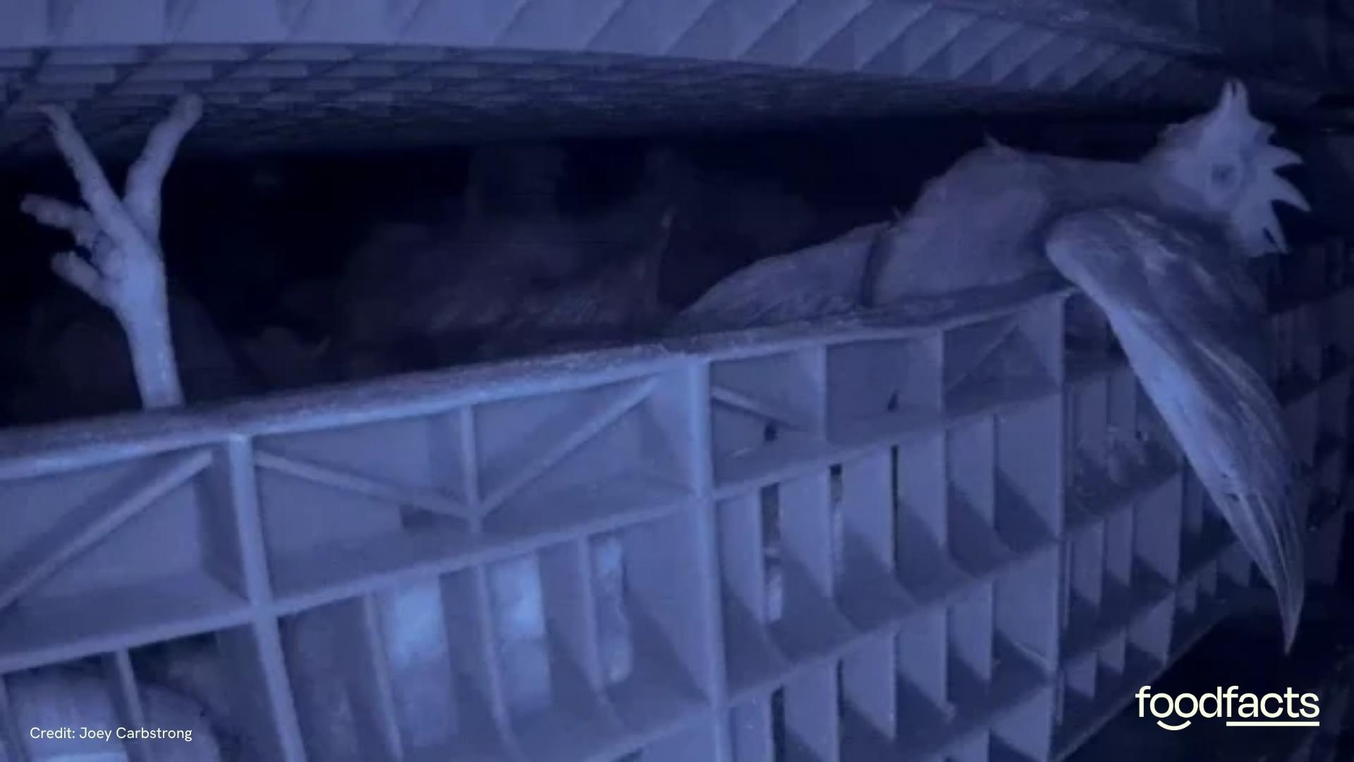 Chickens struggling to breathe whilst in a controlled atomsphere stunning machine