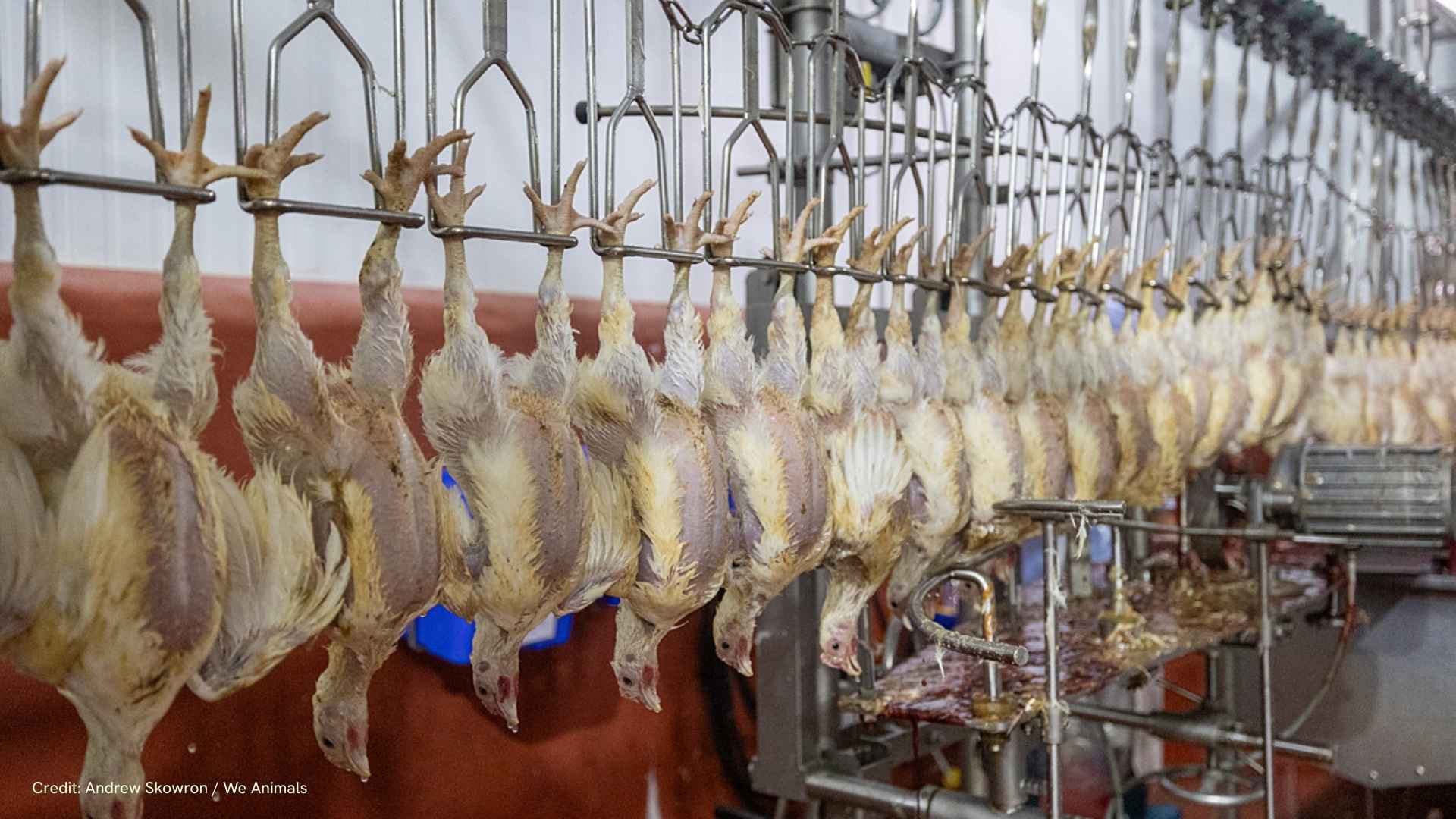 Chickens in a conveyor belt after going through and electrified water bath