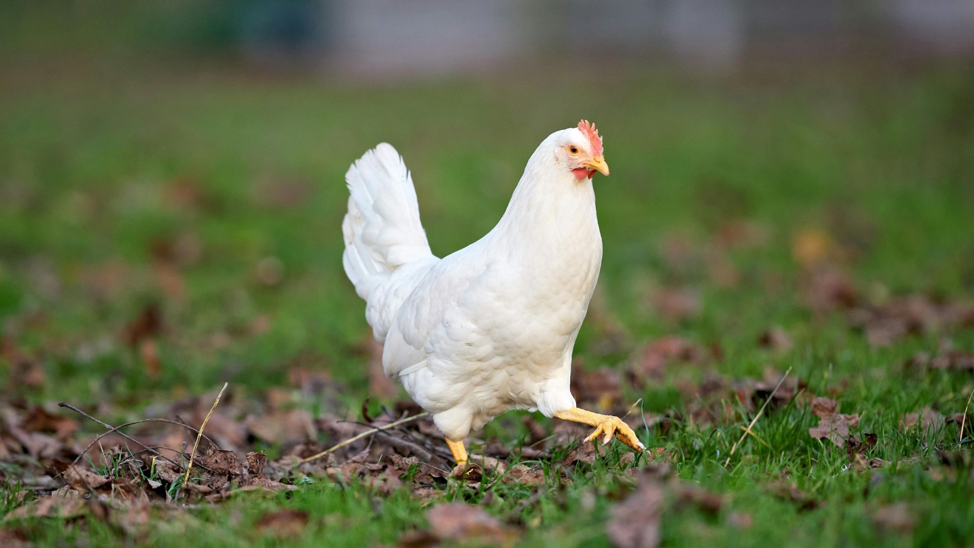 A happy chicken in a field