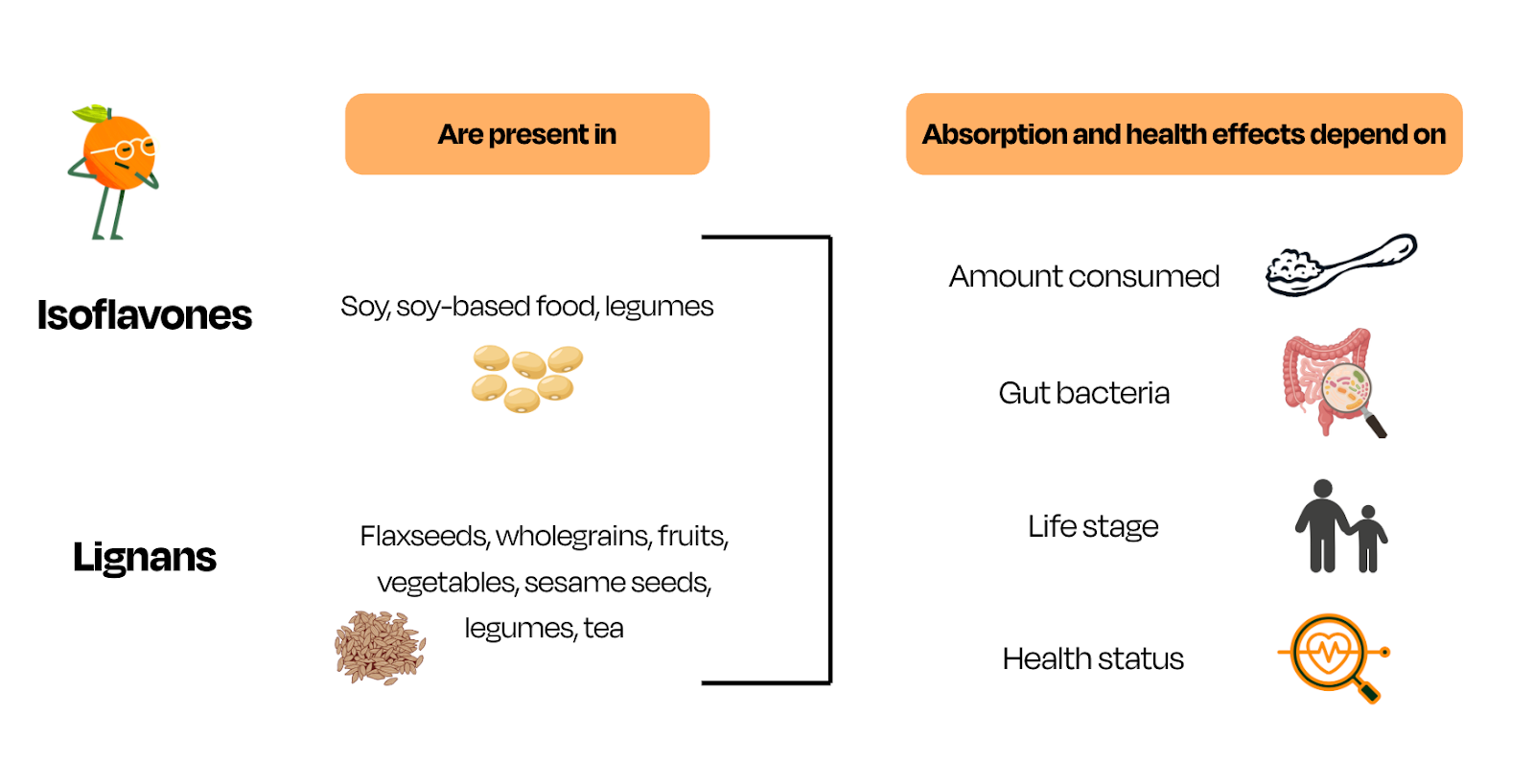 A diagram showing different phytoestogrens