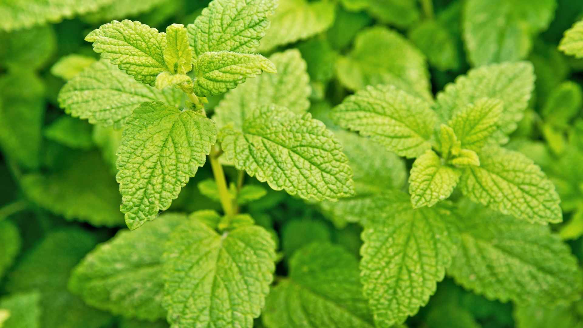 Lemon balm growing in a garden