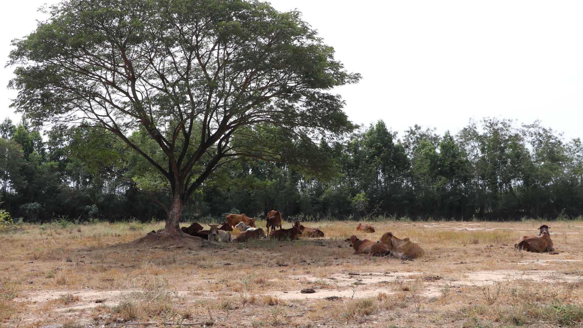 Cows can be seen in a desolate field
